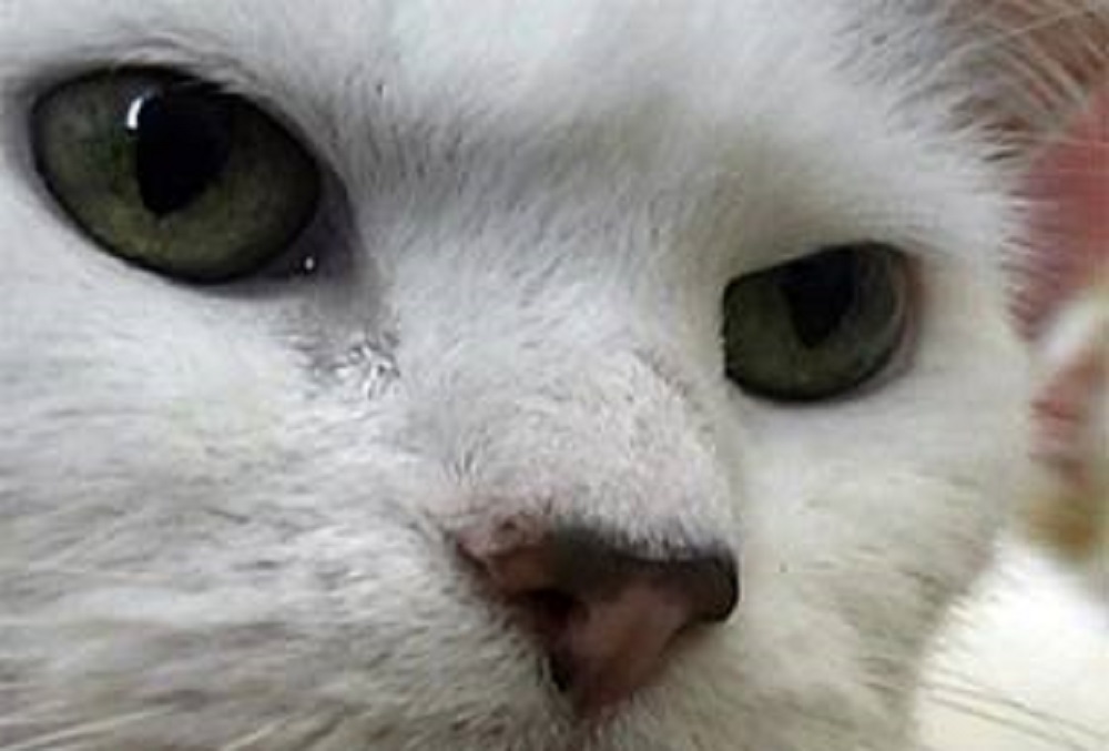 Ad:  url.jpeg
Gsterim: 235
Boyut:  100.3 KB