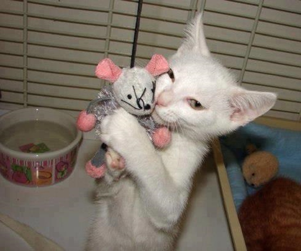 Ad:  12345549_118104245228258_4770335458398951400_n.jpg
Gsterim: 224
Boyut:  156.5 KB