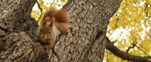 Ad:  findik-saklama-stratejisi-beyni-buyutuyor,F9X1V91vKk2WfrcyRNPXcQ.jpg
Gsterim: 424
Boyut:  58.7 KB