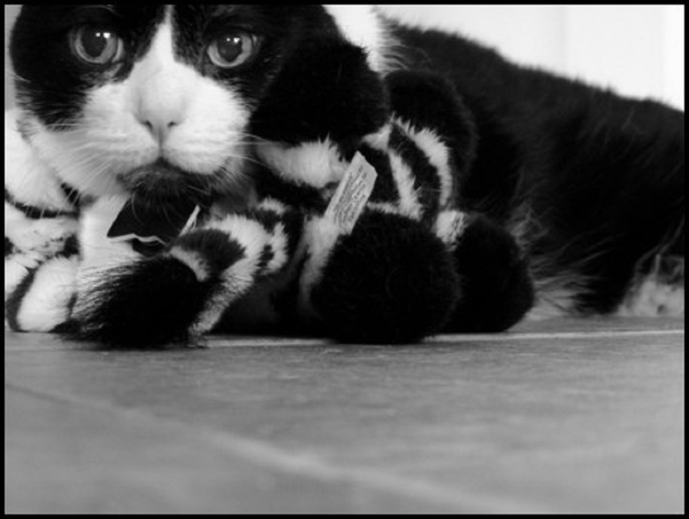 Ad:  morrison_3.jpg
Gsterim: 283
Boyut:  113.1 KB