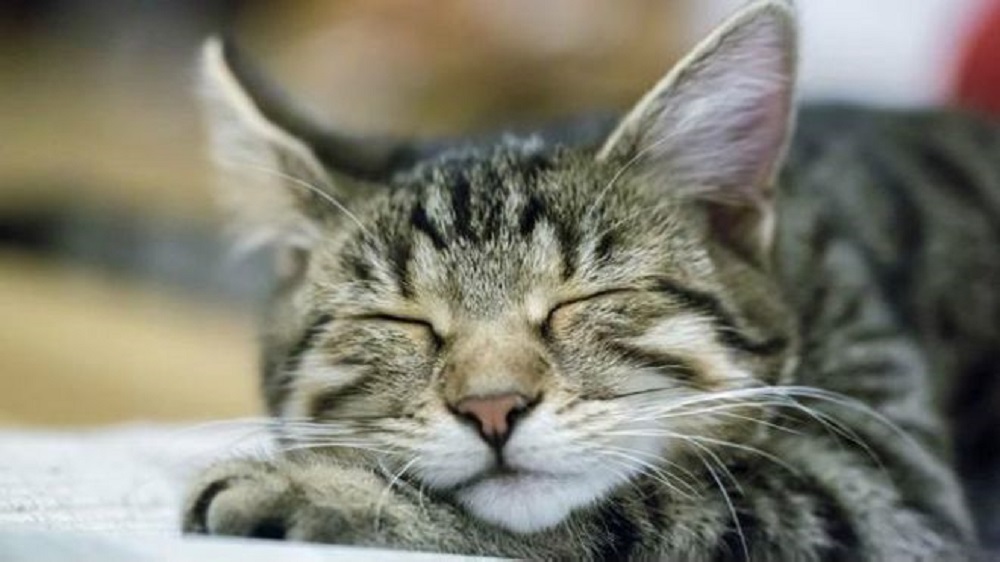 Ad:  150424101918_animal_dream_624x351_bbc_nocredit.jpg
Gsterim: 219
Boyut:  117.3 KB