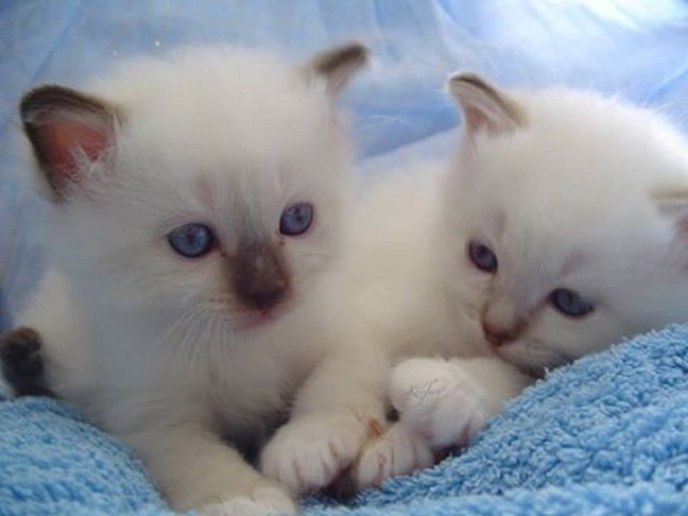 Ad:  13124963_943167082465361_6834372340919616139_n.jpg
Gsterim: 620
Boyut:  111.2 KB