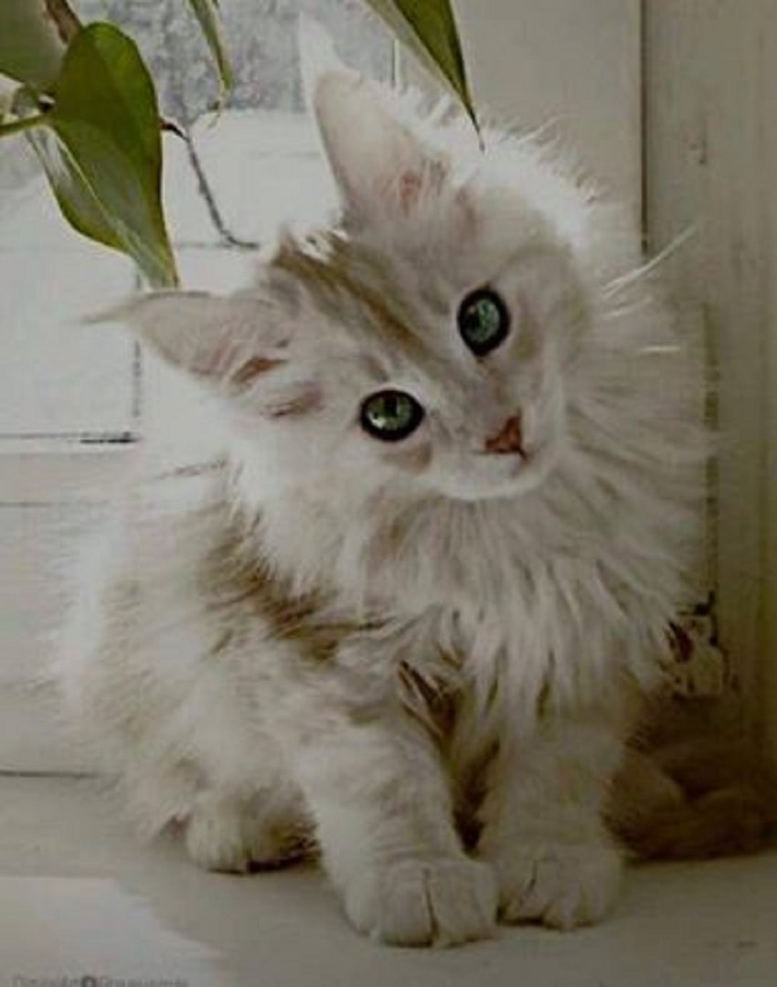 Ad:  13103445_1183788004989229_6119129247303395692_n.jpg
Gsterim: 298
Boyut:  76.8 KB