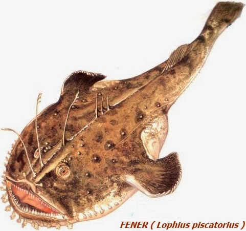 Ad:  FENER ( Lophius piscatorius ).jpg
Gsterim: 659
Boyut:  47.8 KB
