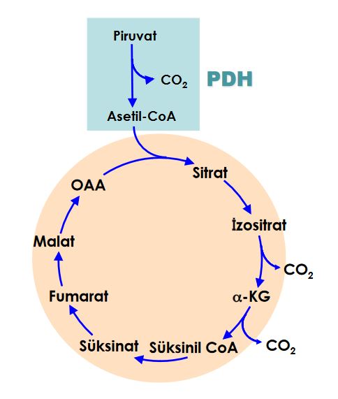Ad:  koe.JPG
Gsterim: 4833
Boyut:  32.1 KB