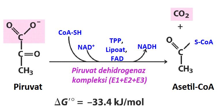 Ad:  koe2.JPG
Gsterim: 1230
Boyut:  39.0 KB