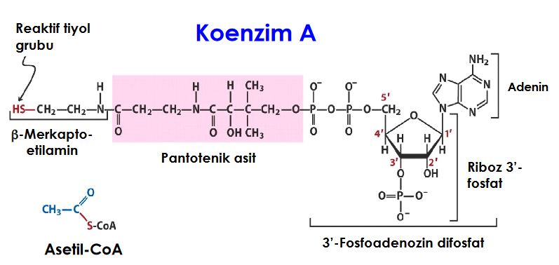 Ad:  koe1.JPG
Gsterim: 894
Boyut:  43.3 KB