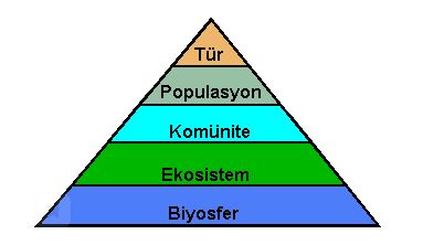 Ad:  eko1.JPG
Gsterim: 1540
Boyut:  18.3 KB