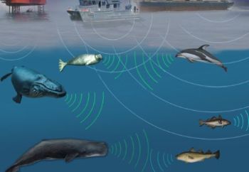 Ad:  sonar.JPG
Gsterim: 833
Boyut:  17.6 KB