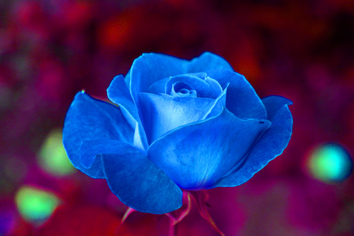 Ad:  roses03.jpg
Gsterim: 256
Boyut:  54.7 KB