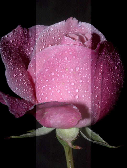 Ad:  rose75.jpg
Gsterim: 366
Boyut:  132.8 KB