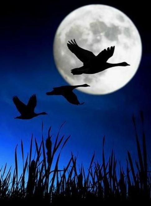 Ad:  mavi43.JPG
Gsterim: 117
Boyut:  40.7 KB