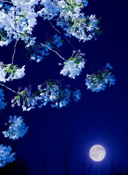 Ad:  mavi45.JPG
Gsterim: 147
Boyut:  50.5 KB