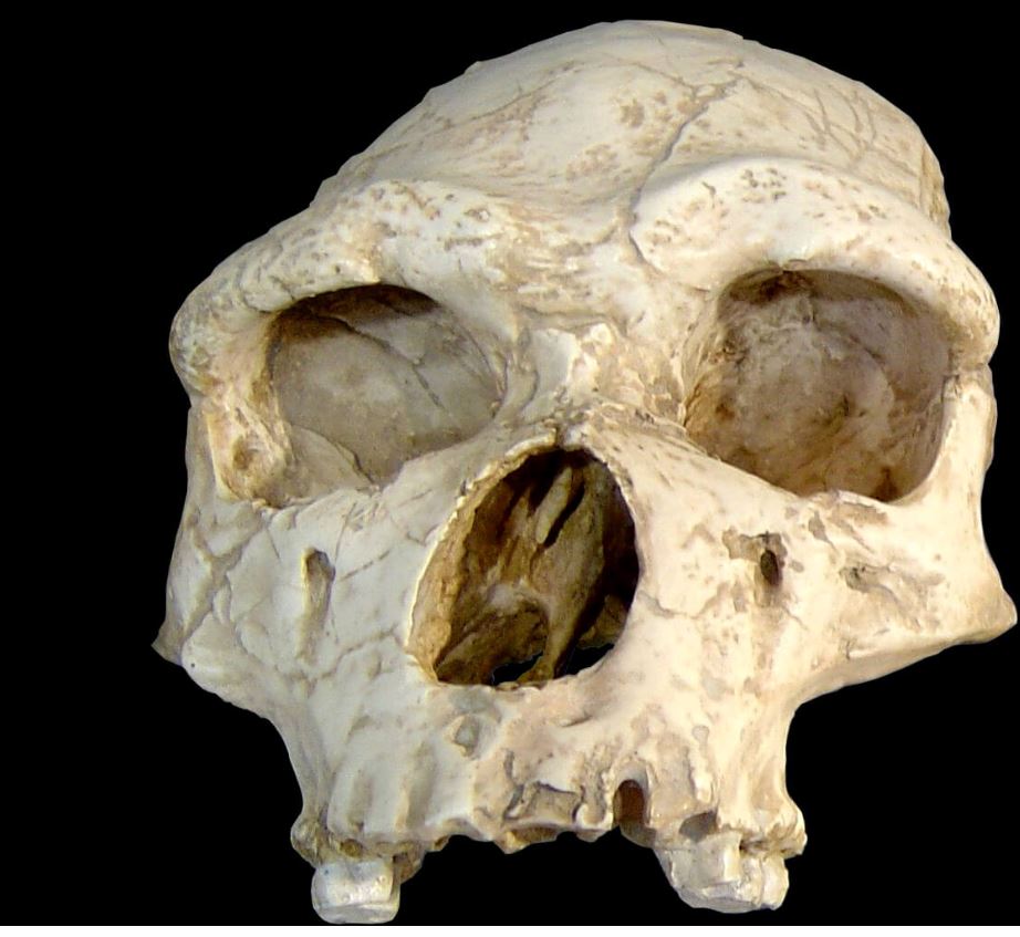 Ad: neander10.jpg
Gösterim: 682
Boyut: 92.2 KB