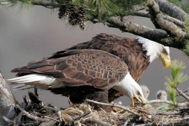 Ad:  resim0012.jpg
Gsterim: 241
Boyut:  42.4 KB