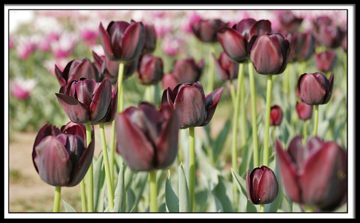 Ad:  img_1007.jpg
Gsterim: 238
Boyut:  48.9 KB