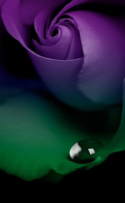 Ad:  Purple_by_Gwarf.jpg
Gsterim: 338
Boyut:  33.0 KB