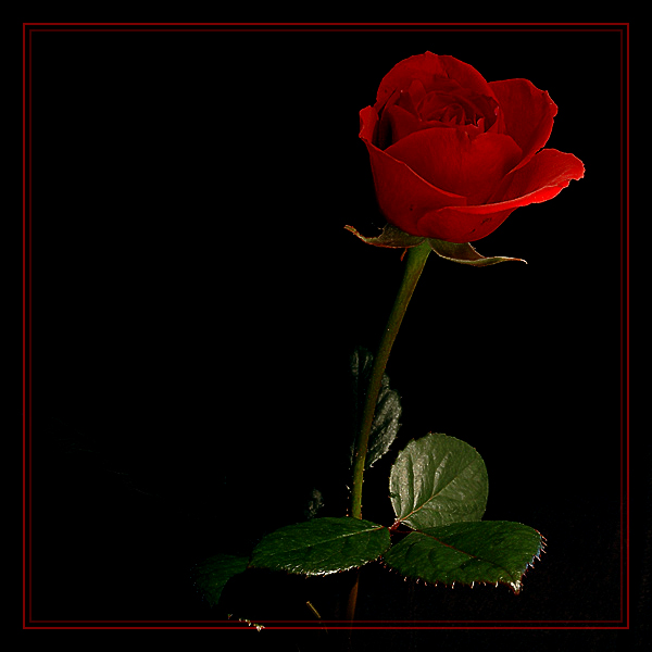 Ad:  rose-part-1b.jpg
Gsterim: 624
Boyut:  119.2 KB