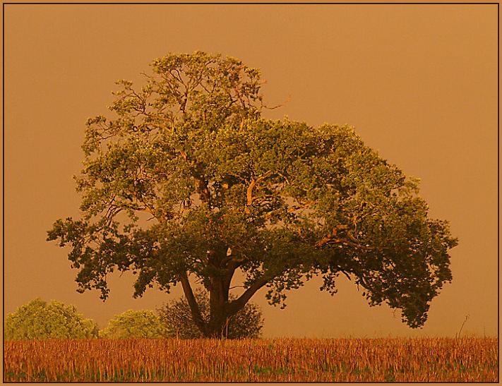 Ad:  img_0066a_800.jpg
Gsterim: 390
Boyut:  82.2 KB