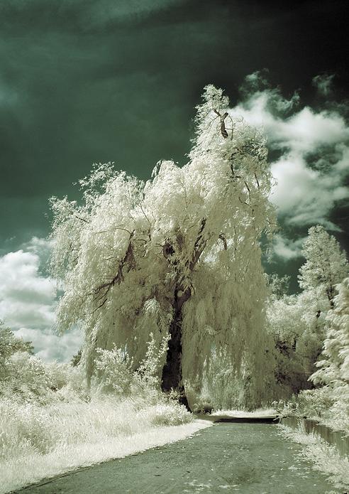 Ad:  Willow_by_Gwarf.jpg
Gsterim: 359
Boyut:  95.6 KB