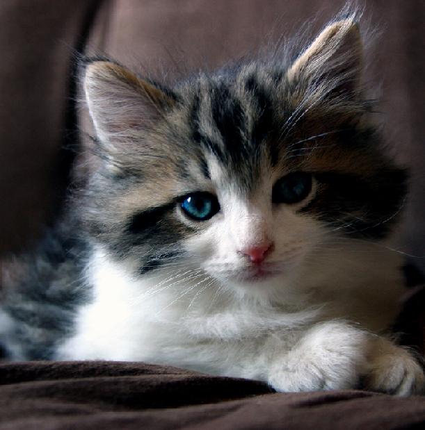 Ad:  Scrabble_by_girltripped.jpg
Gsterim: 199
Boyut:  71.5 KB