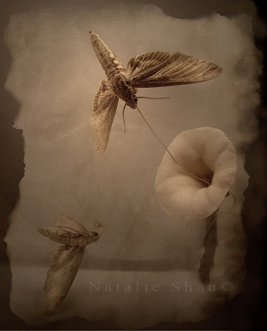 Ad:  frozen_by_BlueBlack.jpg
Gsterim: 276
Boyut:  203.1 KB