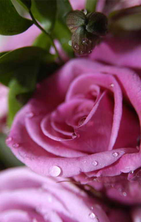 Ad:  CH_LI_flower_rose_Channings_Hotel.jpg
Gsterim: 387
Boyut:  21.9 KB