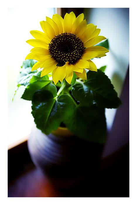 Ad:  sunny.JPG
Gsterim: 275
Boyut:  34.3 KB