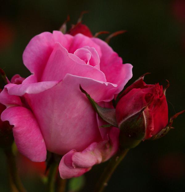 Ad:  rose1d.JPG
Gsterim: 254
Boyut:  28.4 KB