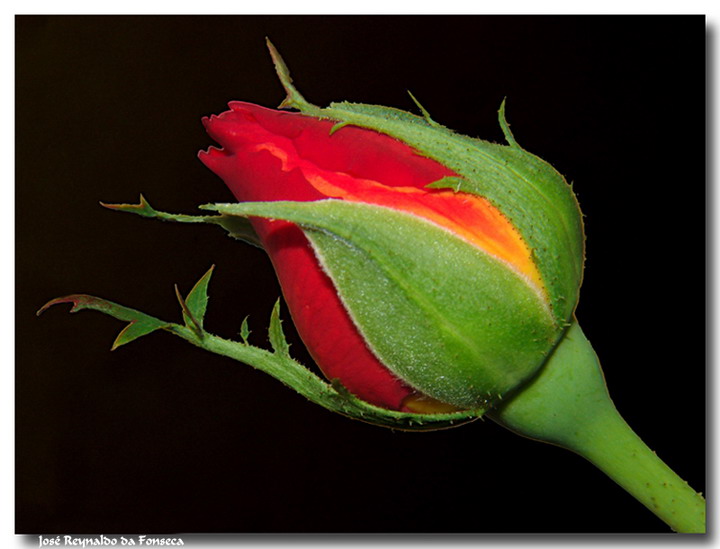 Ad:  botao_rosa__.jpg
Gsterim: 407
Boyut:  68.9 KB