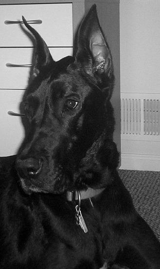 Ad:  Asia_my_Dane_by_ShadowKira.jpg
Gsterim: 243
Boyut:  26.0 KB