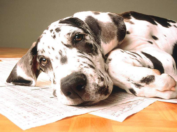 Ad: dog_1.jpg
Gösterim: 1845
Boyut: 103.3 KB