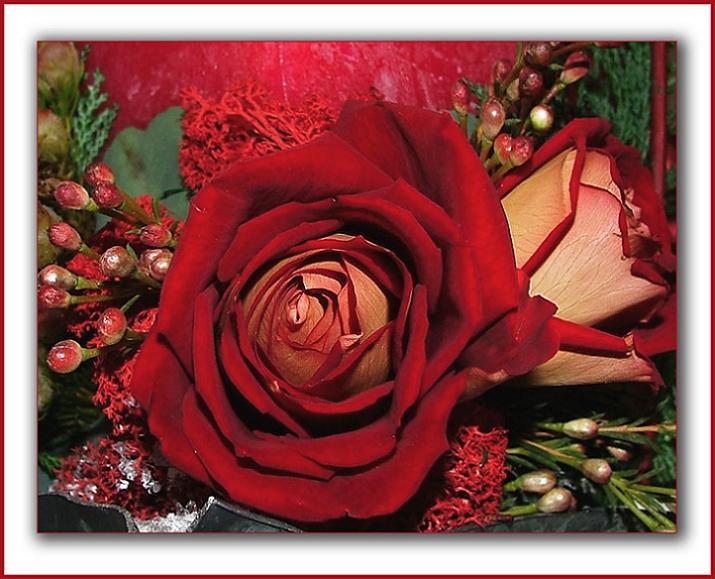 Ad:  flower-rose12.JPG
Gsterim: 342
Boyut:  70.5 KB