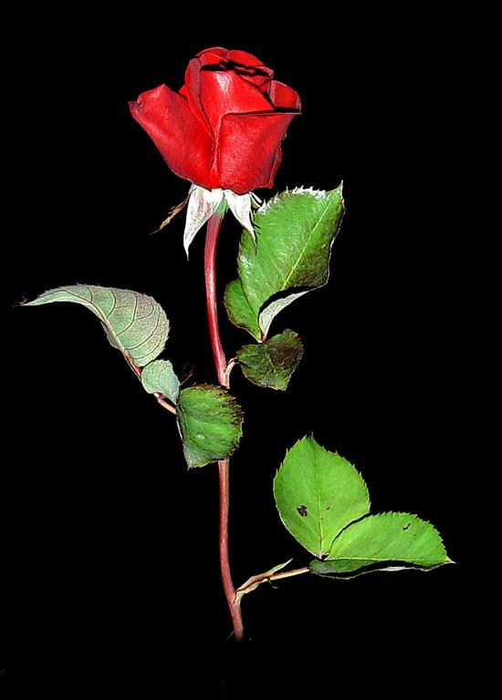 Ad:  rose155.JPG
Gsterim: 517
Boyut:  34.0 KB