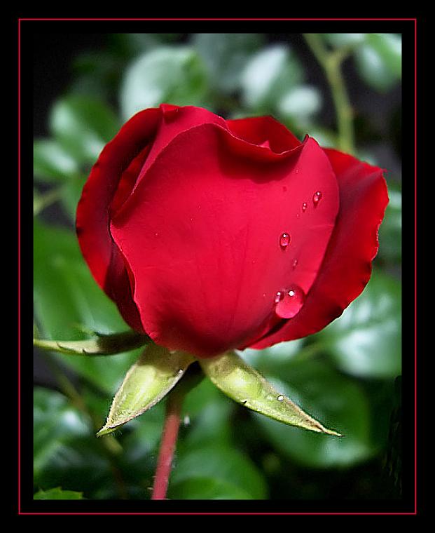 Ad:  roseisarose.jpg
Gsterim: 556
Boyut:  48.2 KB