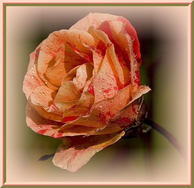 Ad:  gl124.JPG
Gsterim: 483
Boyut:  59.4 KB