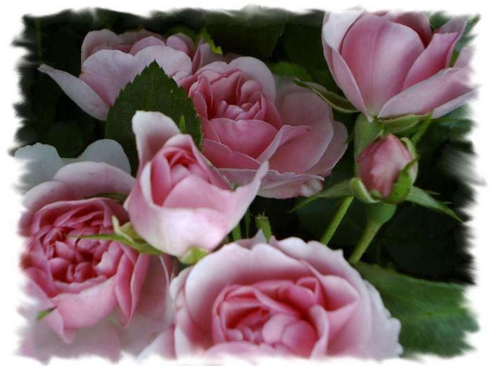 Ad:  gul451.JPG
Gsterim: 373
Boyut:  45.5 KB