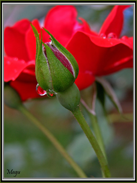 Ad:  p6171519bf.jpg
Gsterim: 333
Boyut:  63.6 KB