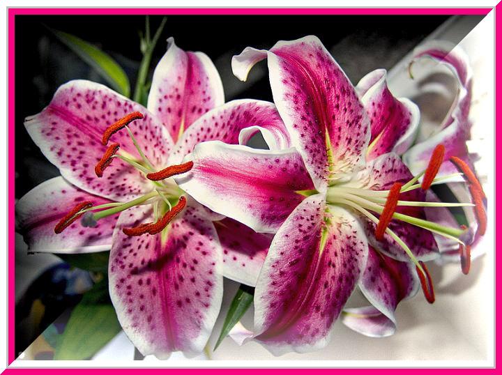 Ad:  pa042723.jpg
Gsterim: 215
Boyut:  78.3 KB