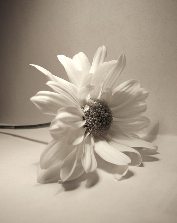 Ad:  Flower_One___By_mydeviance_by_Photocritique.jpg
Gsterim: 226
Boyut:  43.1 KB