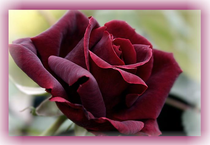 Ad:  rosa45.JPG
G�sterim: 259
Boyut:  31.7 KB