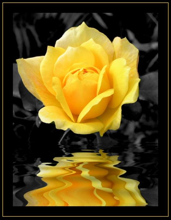 Ad:  Our First Rose.JPG
G�sterim: 249
Boyut:  44.5 KB