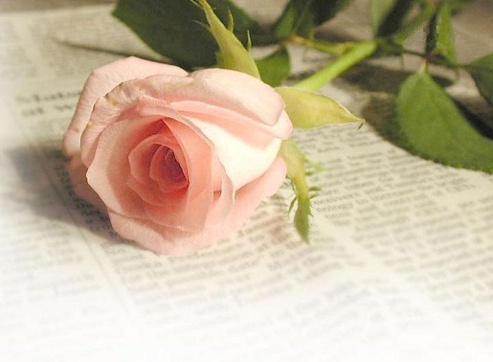 Ad:  flower-rose2589.JPG
Gsterim: 368
Boyut:  40.5 KB