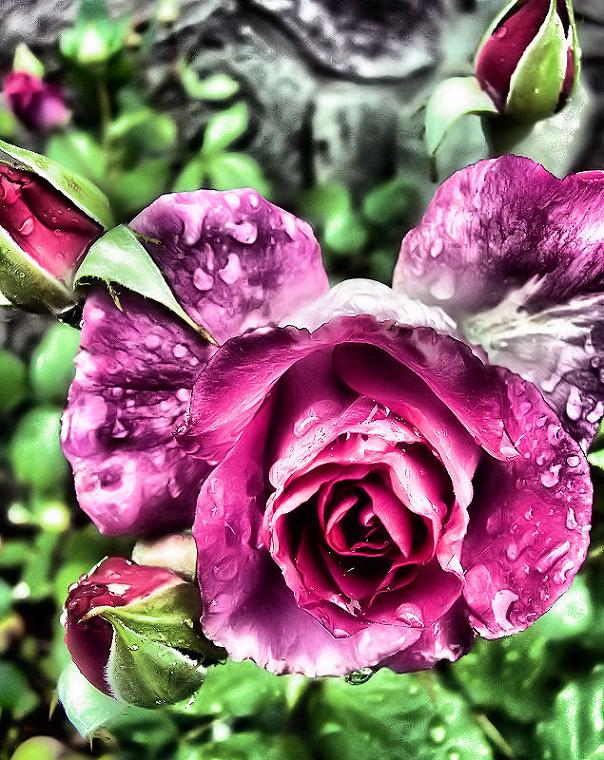 Ad:  darkrose.jpg
Gsterim: 387
Boyut:  111.5 KB