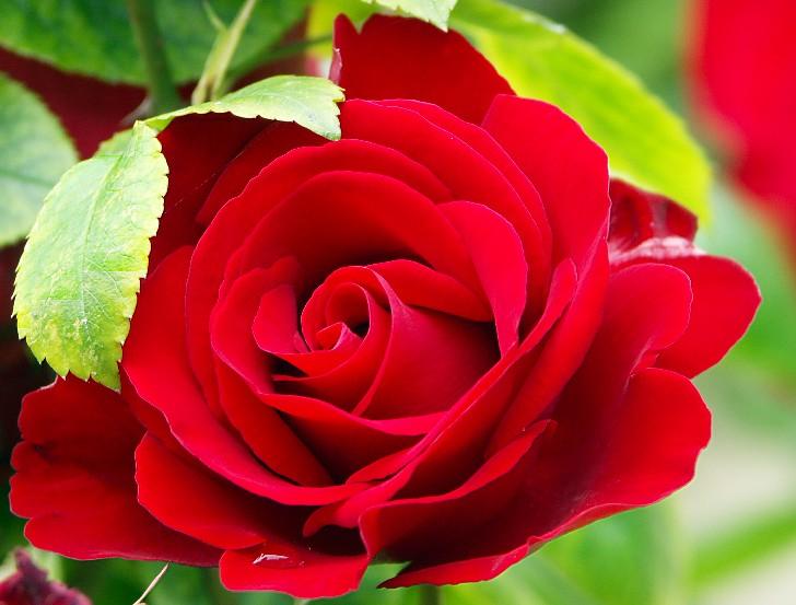 Ad: Roses are red.JPG
Gösterim: 301
Boyut: 44.1 KB