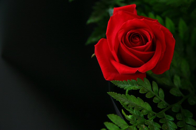 Ad:  bimg_2878.jpg
Gsterim: 342
Boyut:  38.1 KB