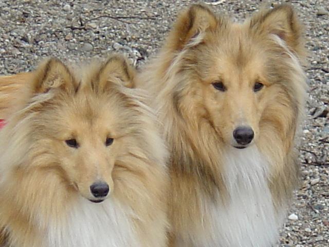 Ad:  Ben_and_Alfie_by_OddDog.jpg
Gsterim: 304
Boyut:  53.9 KB