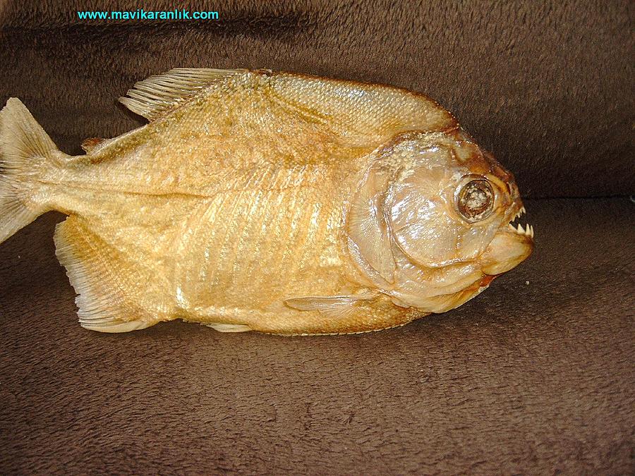 Ad: IMAG0008.jpg
Gösterim: 401
Boyut: 163.7 KB