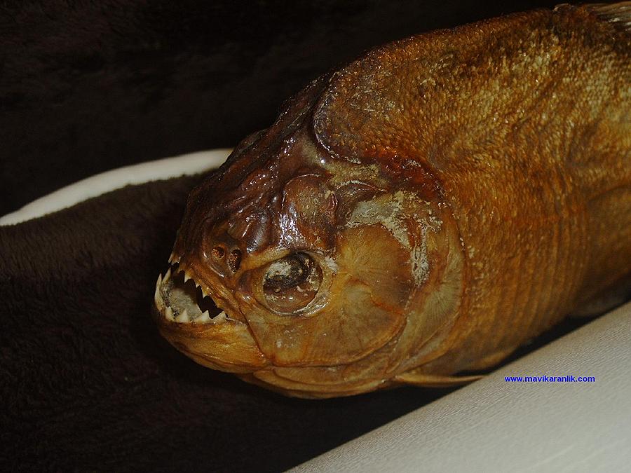 Ad: IMAG0022.jpg
Gösterim: 378
Boyut: 86.9 KB