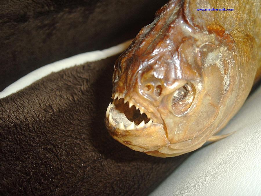 Ad: IMAG0029.jpg
Gösterim: 386
Boyut: 101.8 KB